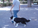 犬 しつけ指導・出張訓練 DOG TRAINING バロン
